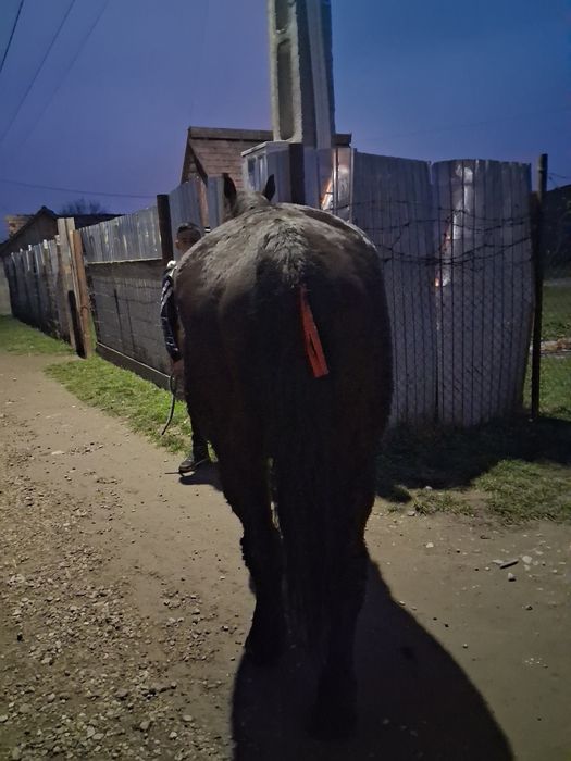 Cal de vanazre teius