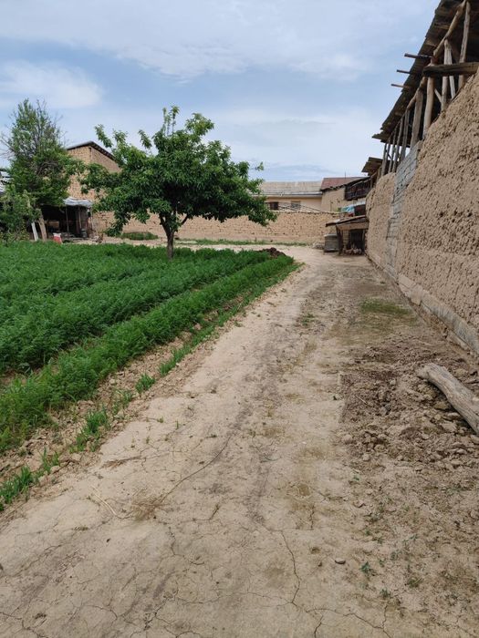 Срочна срочна сотаман Нарх келишамиз. Узимизники