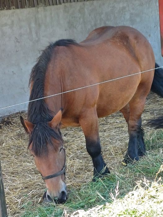 Ardeneza de 3 ani gestanta