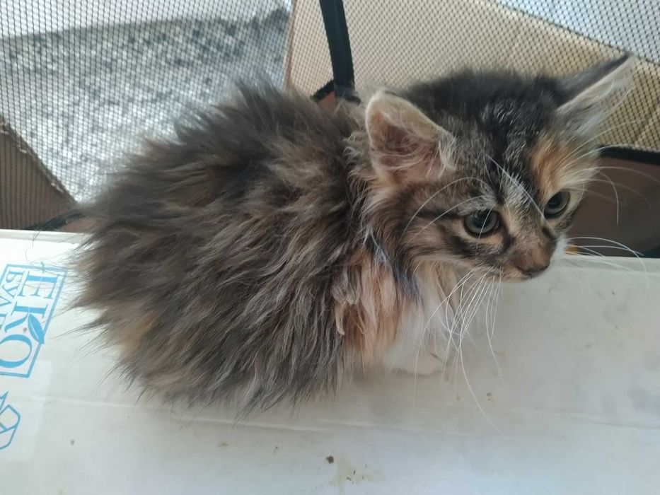 Шест пухкави малчугана търсят домашен уют и любящи стопани