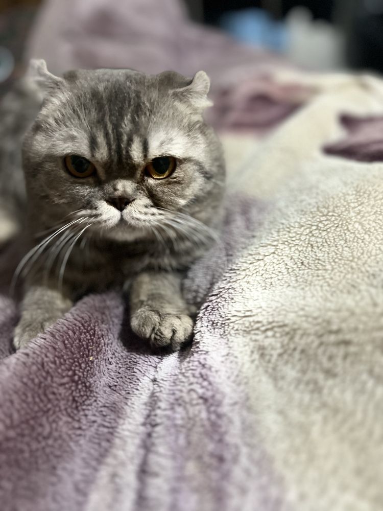Продается кошка скотч фолд весело ухой