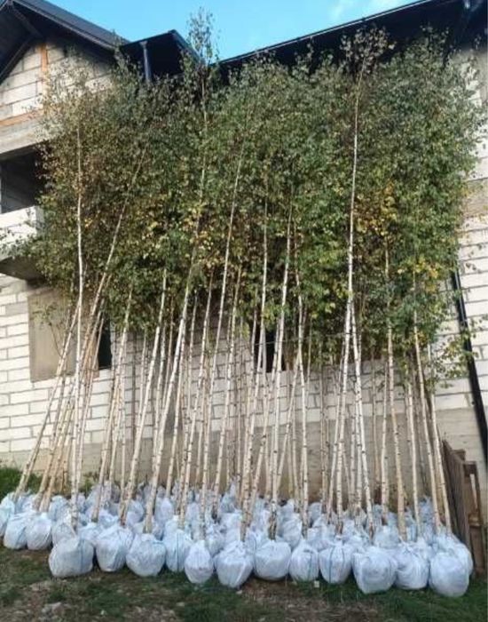Vand copacii ornamentali gazon rulou piatra decorativa