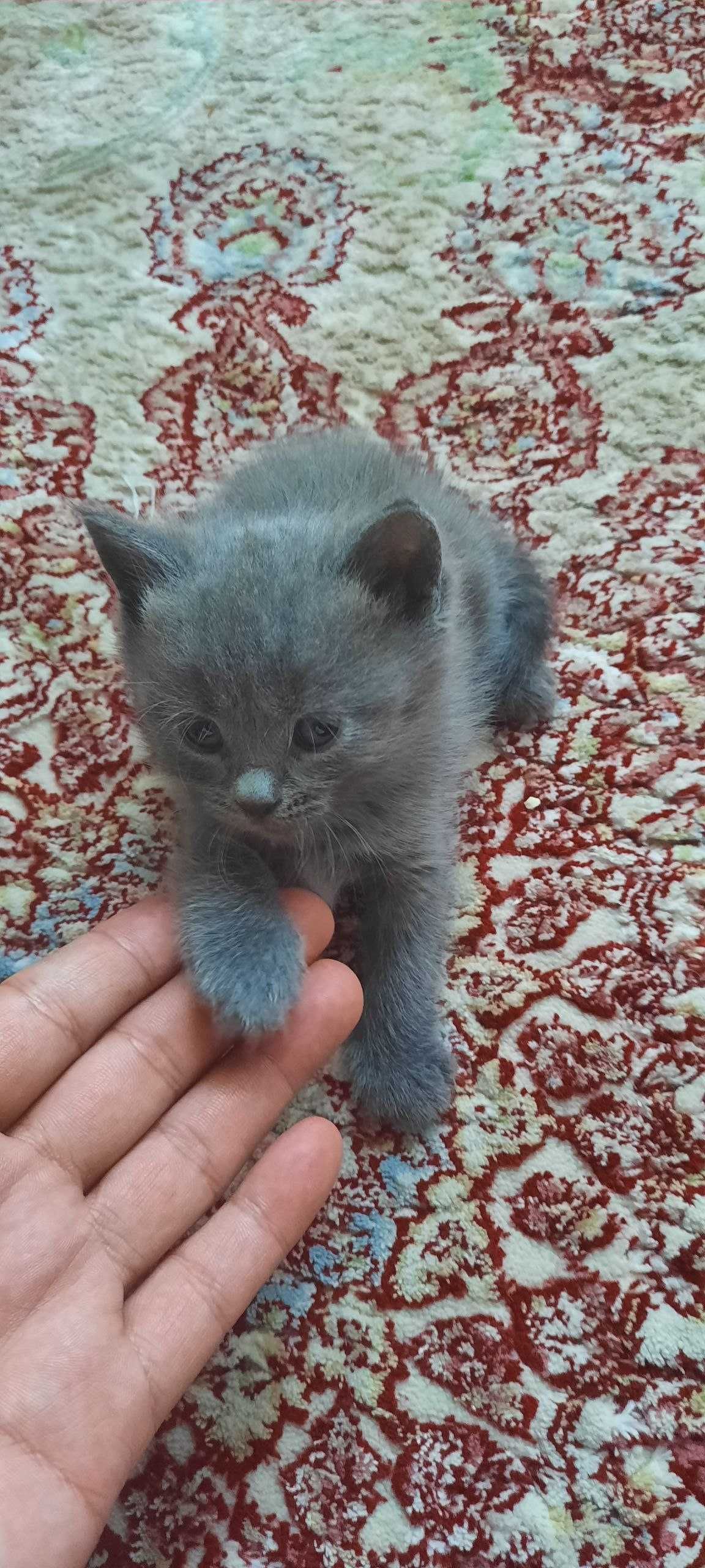 котята Скоттиш-страйт все мальчики