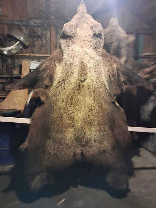 Piei de urs de vanzare