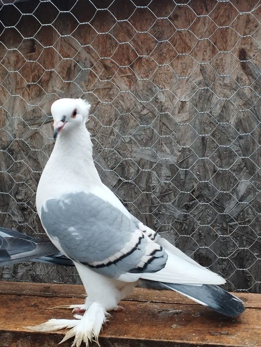 Mascul rândunică,femela satinet pe albastru și femela capucin