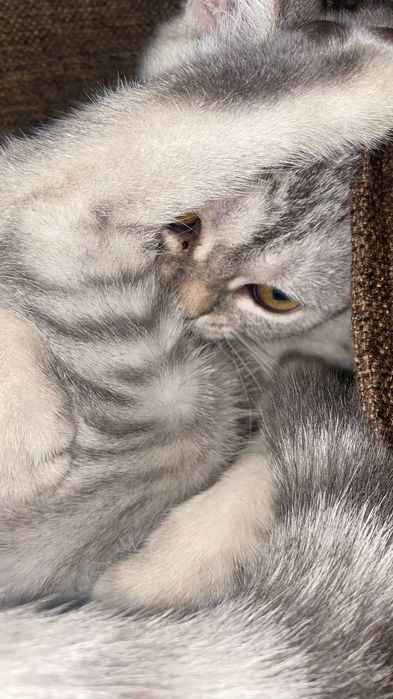 Мушук сотилади aqilli qiz bola qolga o'rgatilgan narxi описания bor