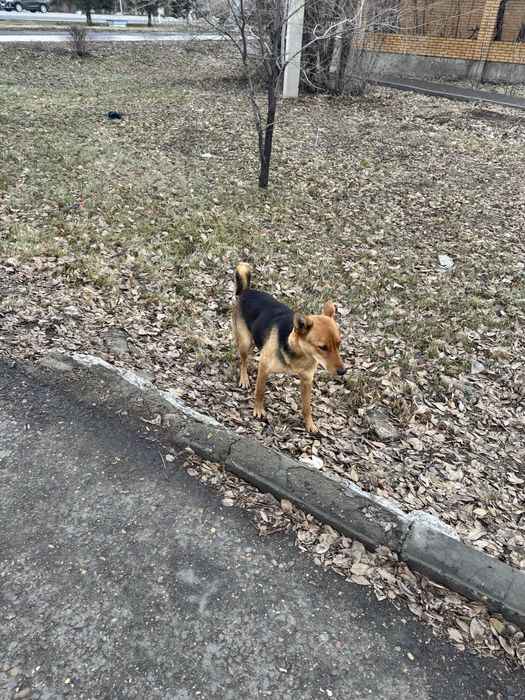 Ищем дом для собачки