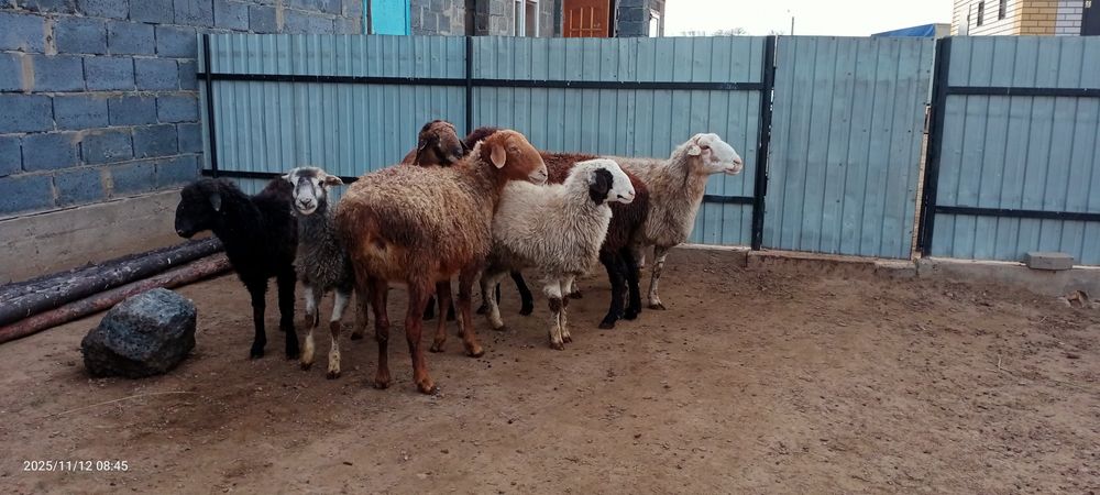 Қойлар сатылады тоқты қой қошқар