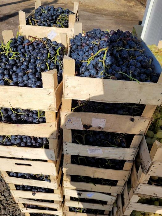 Struguri De Masa – Italia, Victoria, Tamina – Calitate Superioara