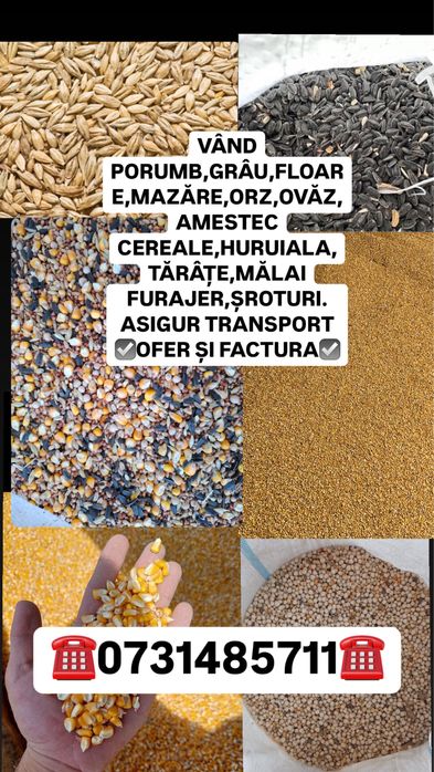 Vand cereale productie 2024