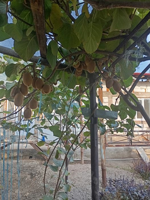 Киви кучатлари 1-2-3 йиллик