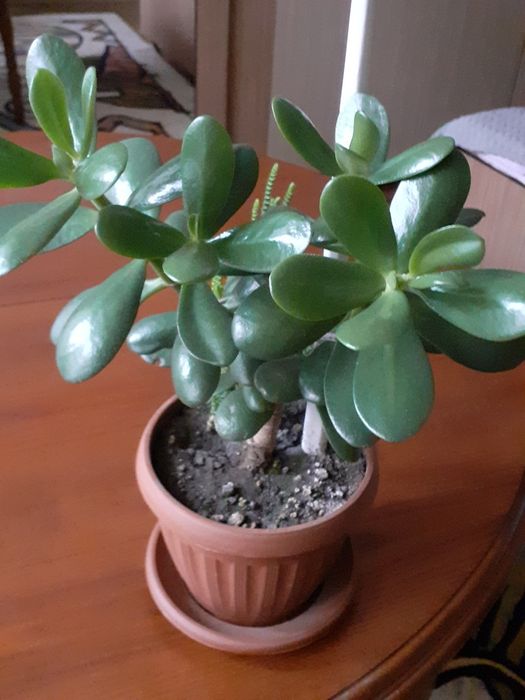 Ghivece cu flori de cameră