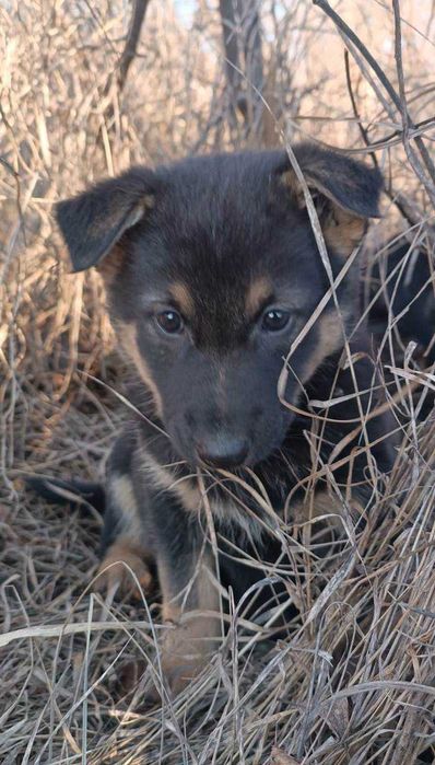 Щенок ищет дом и любящих хозяев