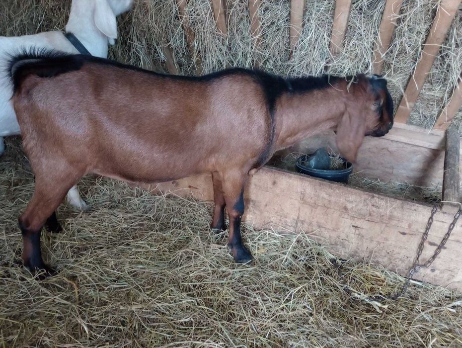 Vand tap anglonubian