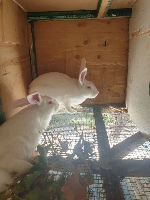 Hikol quyonlari sotiladi 8 oylik xali ishlamagan