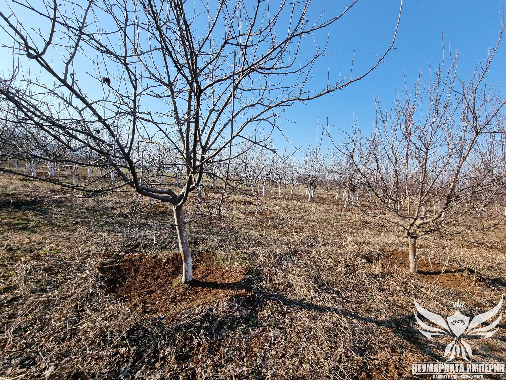 Продавам овощна градина 5421кв.м. в село Долнослав общ.Асеновград