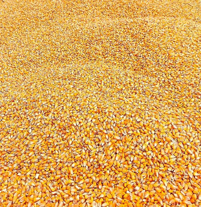 Vând porumb producție 2025