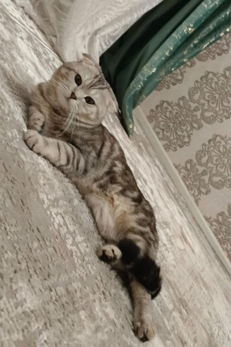 Кот Шатландски красивая