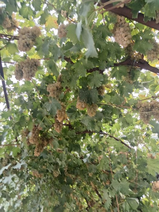 Struguri albi Recatizer, roșiori și negritură pt vin