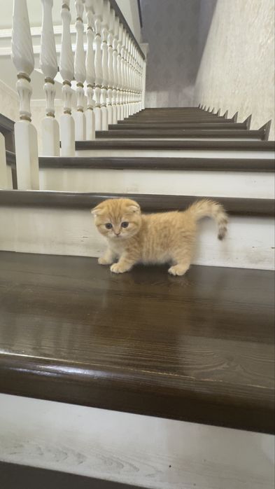 Продаётся чистокровный котята золотая шиншилла