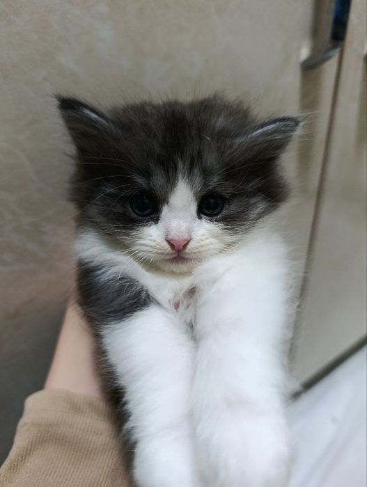 Котонка red doll i shatlan