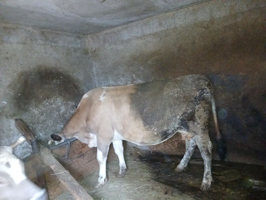 Vând vaca gestanta