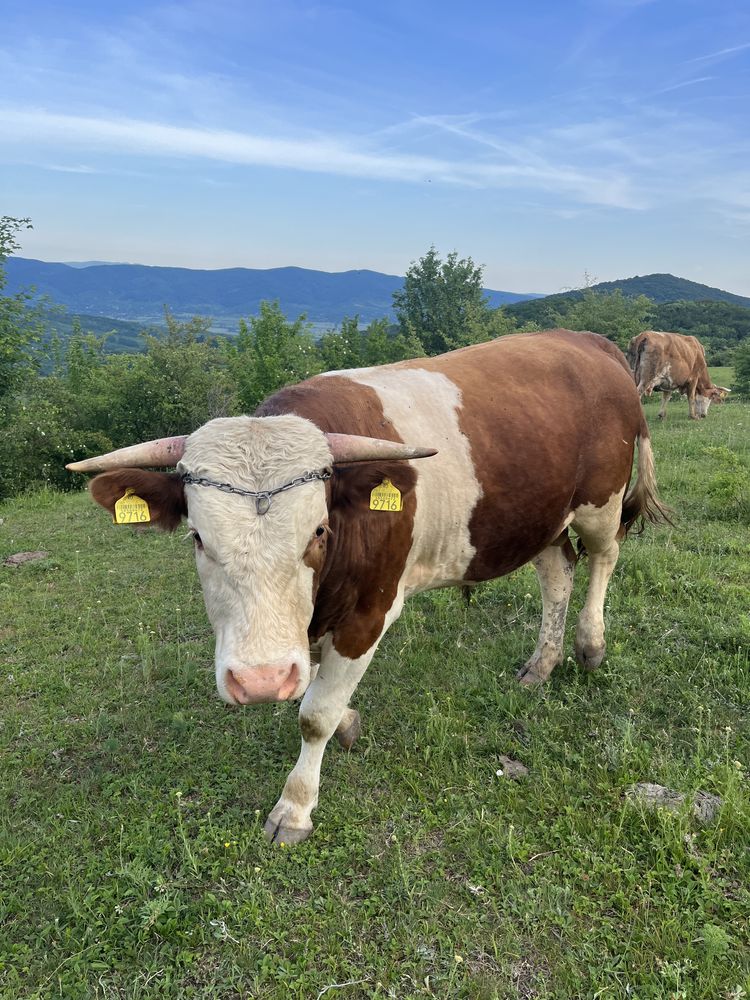 Vând taur bălțat pentru monta