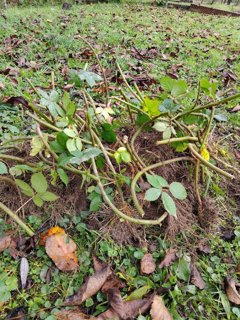 Butași Mure Thornfree de vânzare