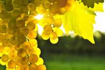 VAND STRUGURI DE VIN  CALITATE NR 1  ofer transport la domiciliu