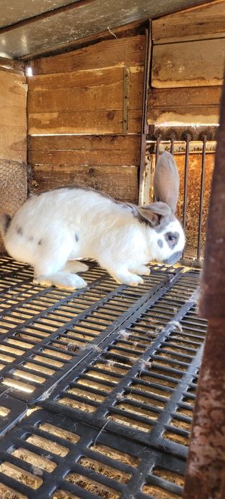 Зайци немска пеперуда