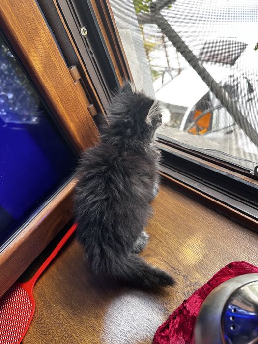 Продаётся котёнок