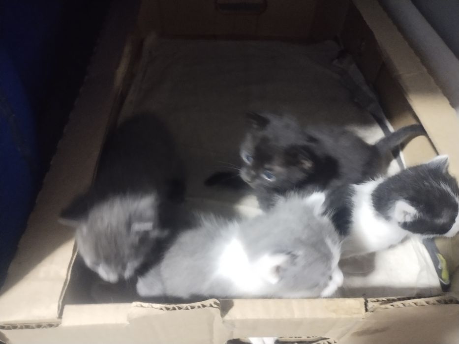Котята отдам в хорошие руки