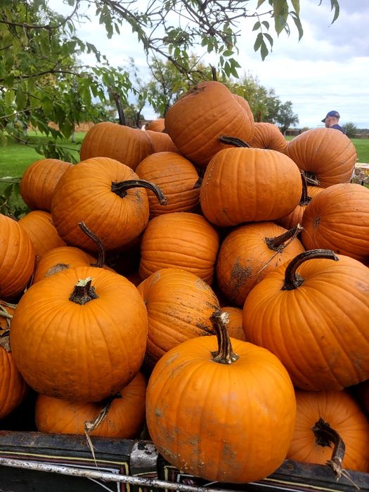 Dovleci Halloween