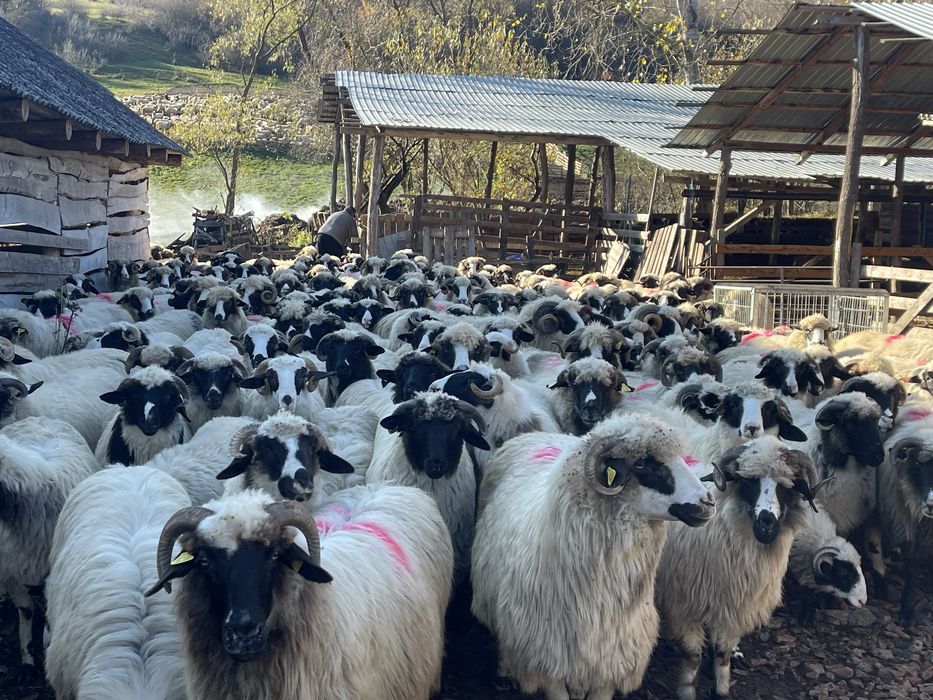 Anunț de vanzare :oi breze