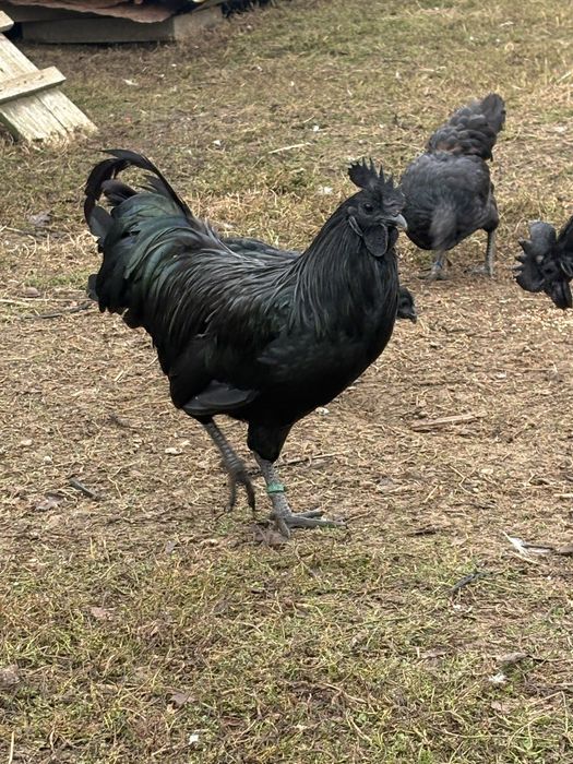 Cocosi Ayam Cemani din 2025