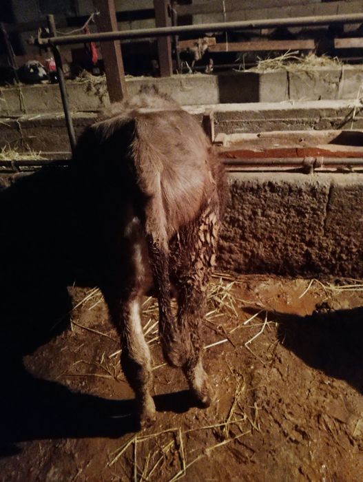 Продам 3 телчки 8 месяцев