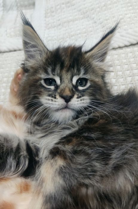 Продам котят породы Мейн-кун