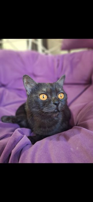 Бесплатно Кошка!