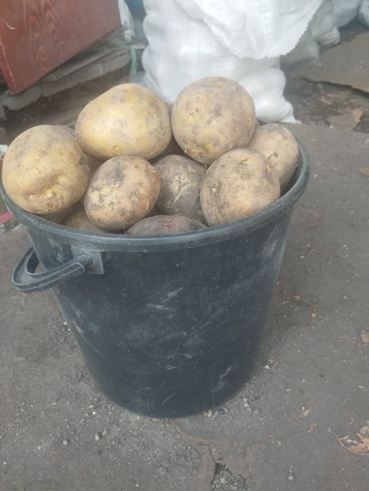 Продам картофель