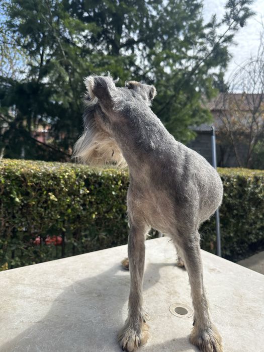 Продавам кученца мини шнауцер (цверг шнауцер)