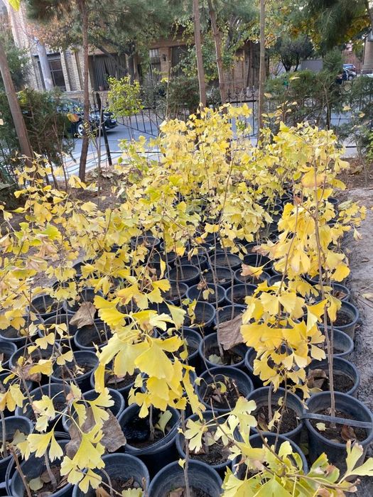 Продаются молодые Гинкго Билоба