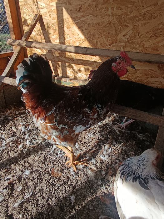 Vând cocoși pita pinta porțelan și roxa