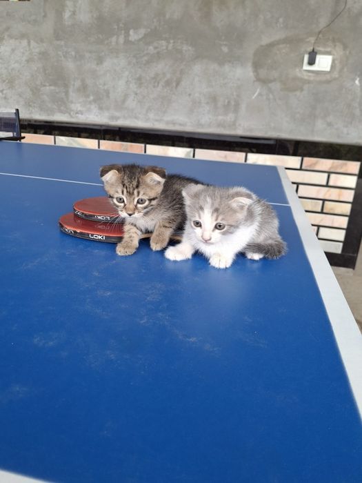 Shotlandskiy mushukchalar