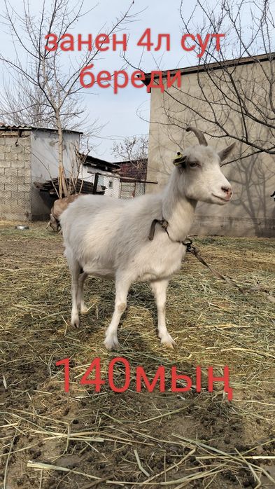 Таза қанды ешкілер