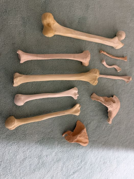 Mulaje didactice pentru medicina - oase din ghips