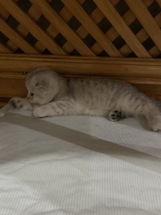 Mushuk scottish fold 2 oylik mushu