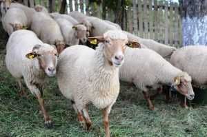 Vând 30 de oi țigăi