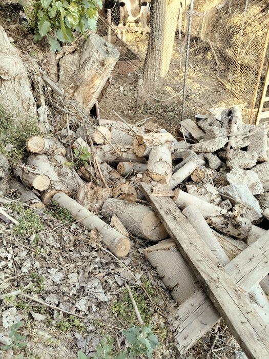 Firewoods o'tin дрова