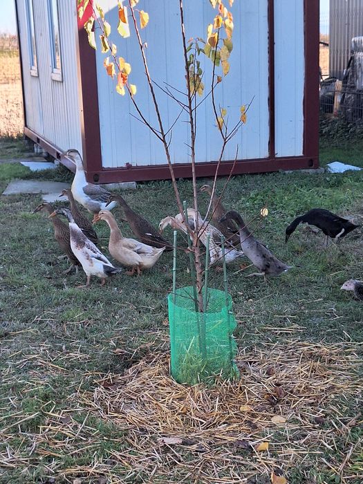 Rate Indiene Alergatoare