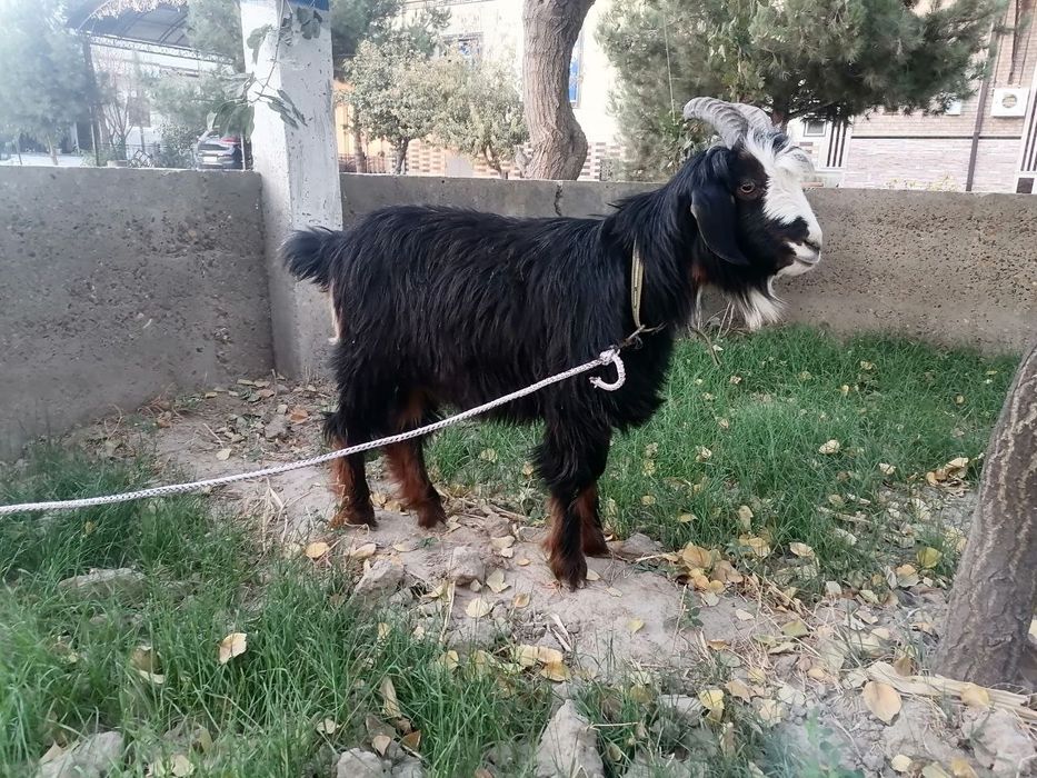 Echki sotiladi nar axta qilingan